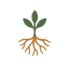 Rooted Drip
